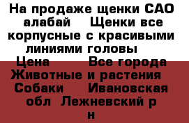 На продаже щенки САО (алабай ). Щенки все корпусные с красивыми линиями головы . › Цена ­ 30 - Все города Животные и растения » Собаки   . Ивановская обл.,Лежневский р-н
